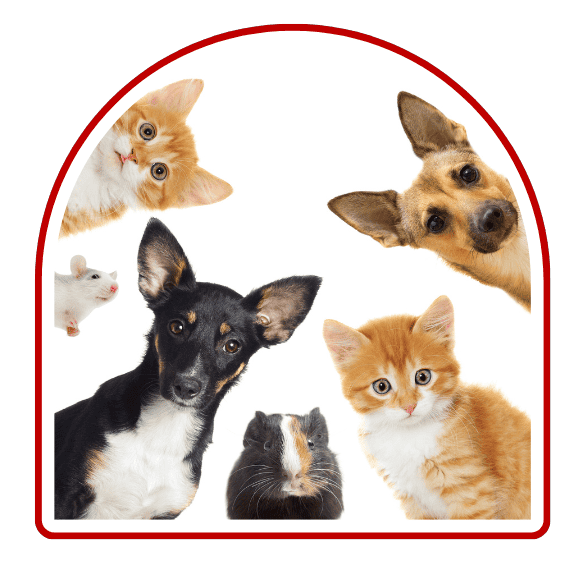 An Emotional Support Animal Letter lets you live and travel independently with your pet. Take our 5-minute pre-screening to see if you qualify today! Florida, ESA Letter, Online, Emotional Support Animal, Letter, 